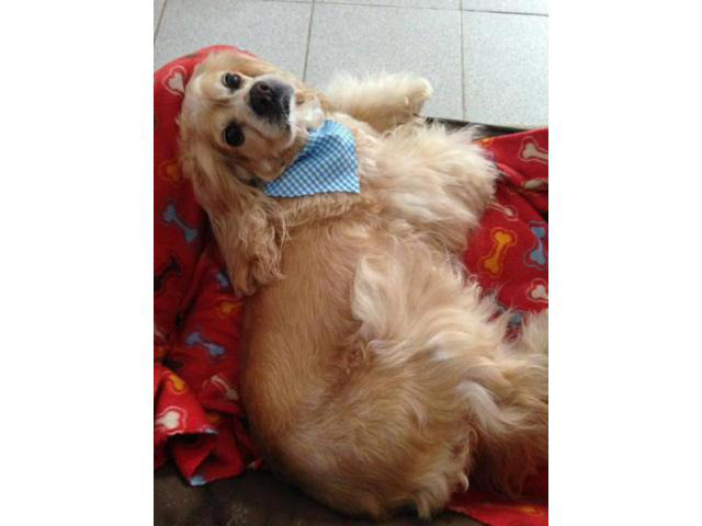 puppies cocker spaniel for sale