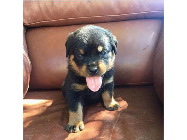 german rottie puppies for sale