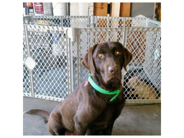 Chocolate and yellow lab pups AKC great blood lines