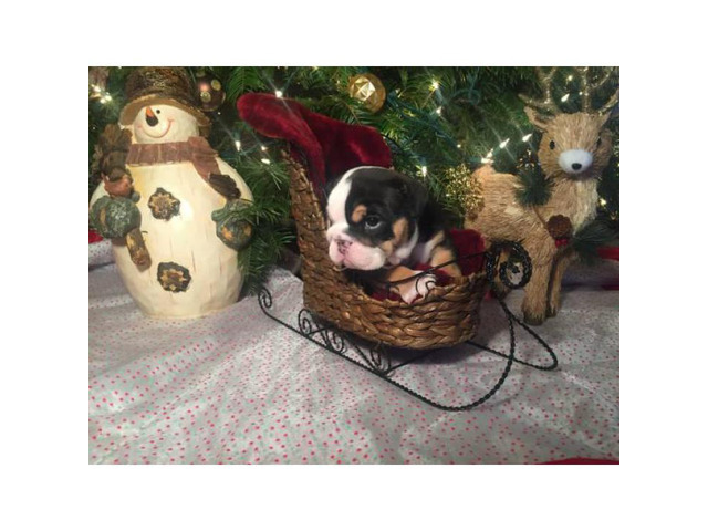 8 week old AKC English bulldog puppies $2500