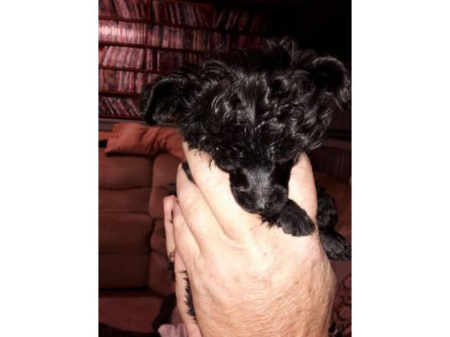 7 weeks old poodle yorkie puppies - $800