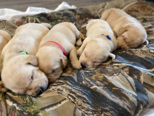 AKC white and yellow Lab puppies for sale