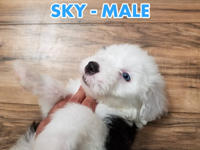 3 Male Old English Sheepdog Puppies