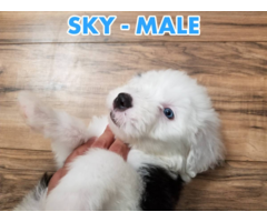 3 Male Old English Sheepdog Puppies