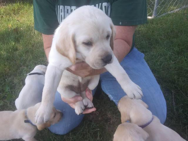 4 Yellow AKC Labrador Puppies for Sale