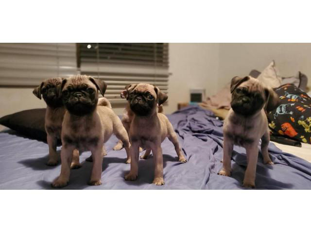 A litter of adorable pug puppies for sale