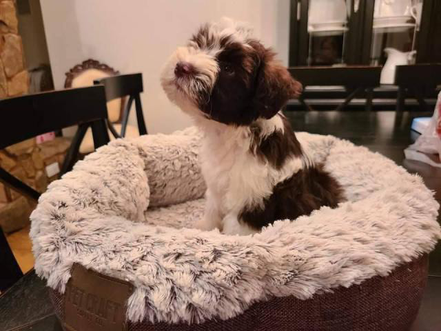 Miniature Schnauzer puppies