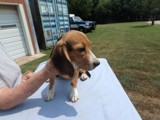 13 weeks old Beagle puppies for sale