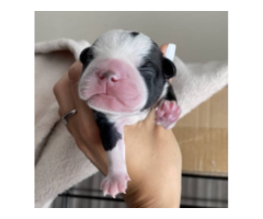 2 boy Boston Terrier puppies for sale