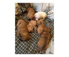 Beautiful Ratcha puppies for sale