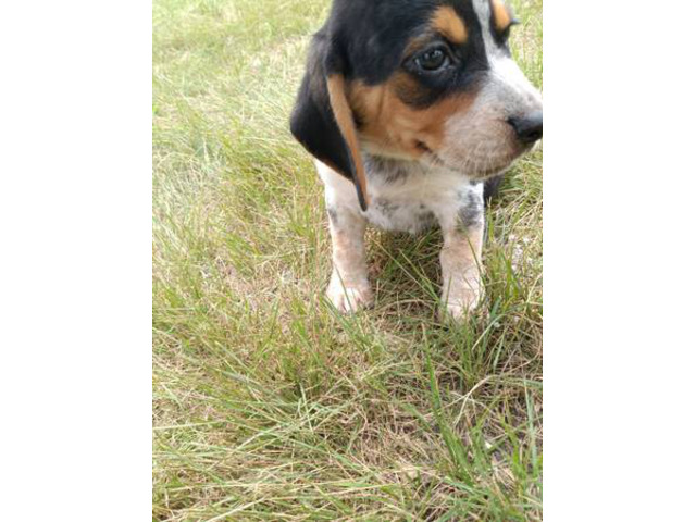 Beagle Puppies Ready Now