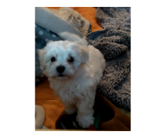 Maltese boy puppy