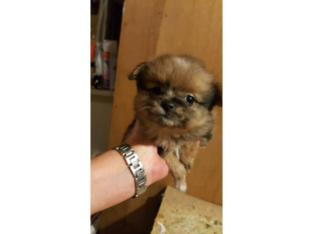 Pomeranian pups for sale