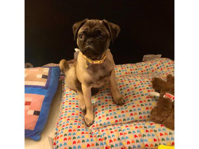 Gorgeous 6 month old female pug puppy