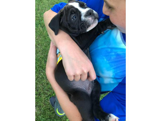 Olde English Bulldog puppy 8 week old