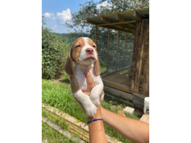 Beagle puppies