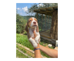 Beagle puppies