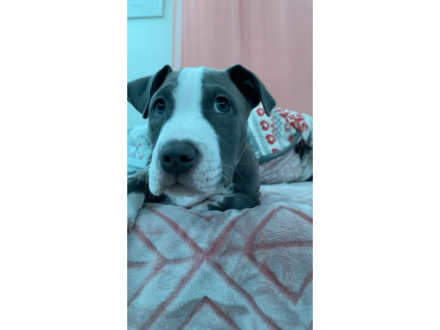 Blue Nose Pitbull For Sale