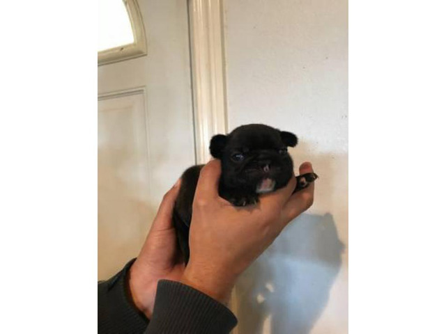 Black, blue, and fawn starting at 2,000