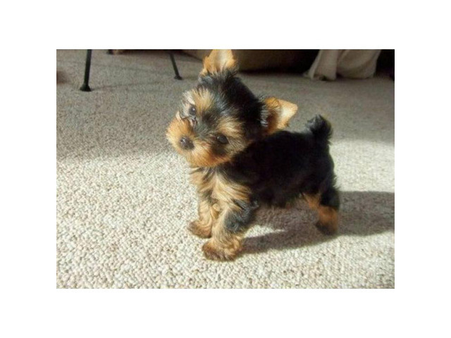 Adorable tea cup yourkie pups for sale