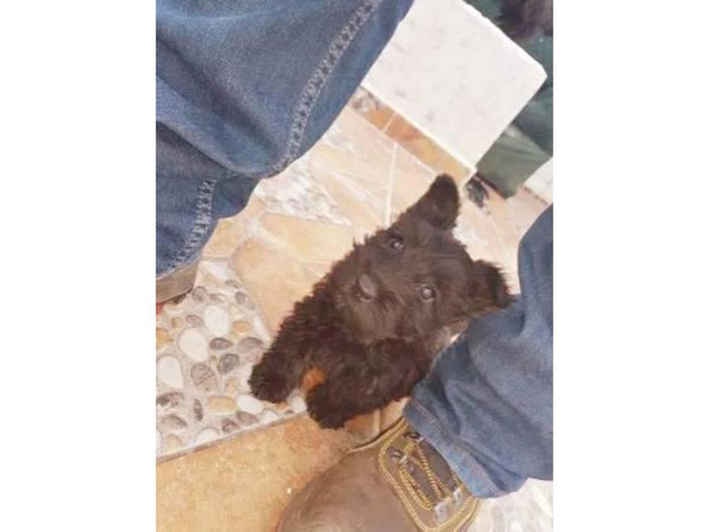 Beautiful Scottish Terrier puppies
