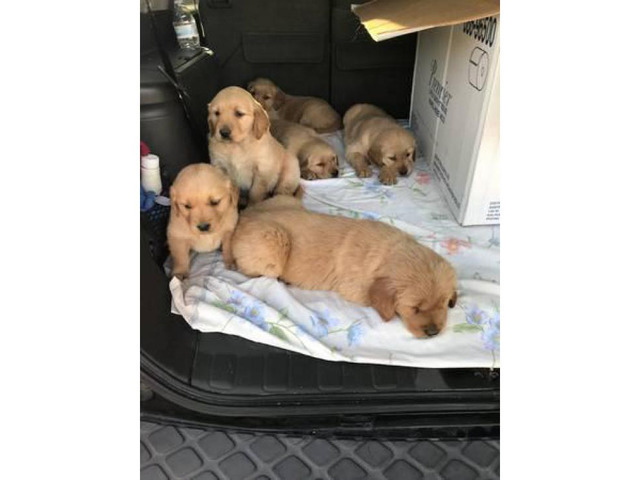 6 Golden Retriever Puppies $1200