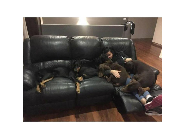 5 Doberman Puppies remaining for adoption