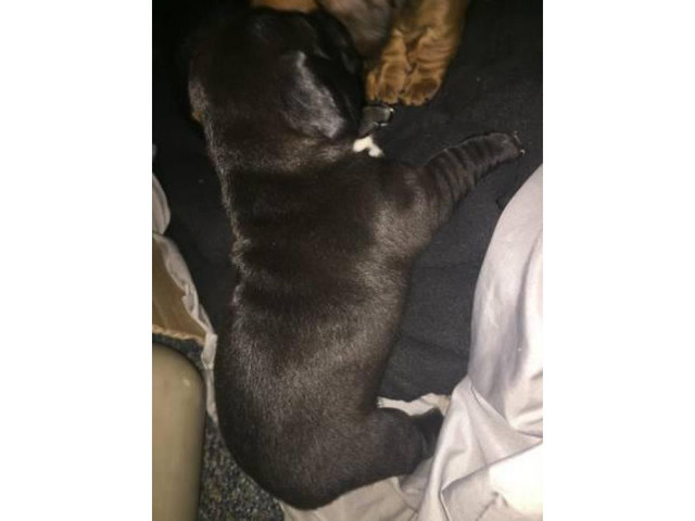 Only Two black Dachshund puppies left