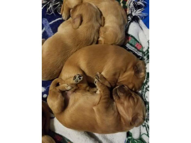 Beautiful litter of Golden Irish puppies $800