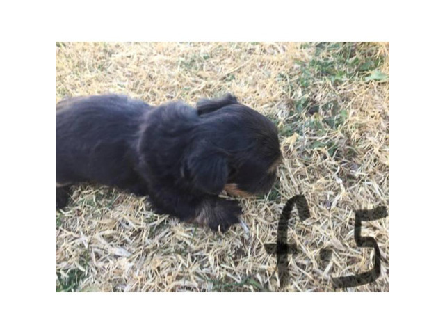 Designer shorkie puppies for sale