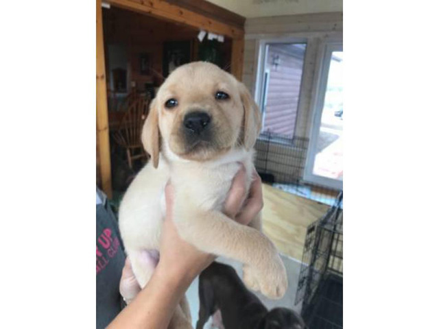 6 AKC registered Labrador male puppies @ $950