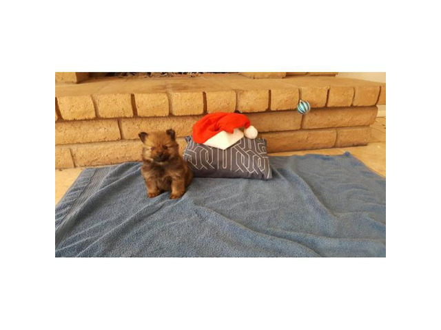 Pretty markings Pomeranians Ready for Christmas $950