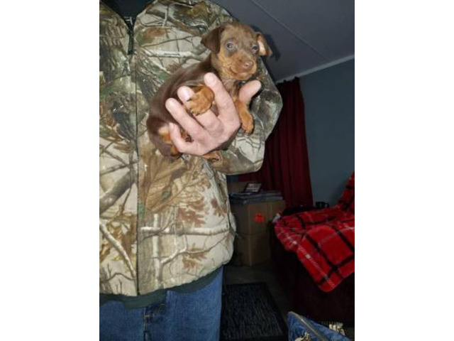 Akc Miniature pinscher puppies 60 days old