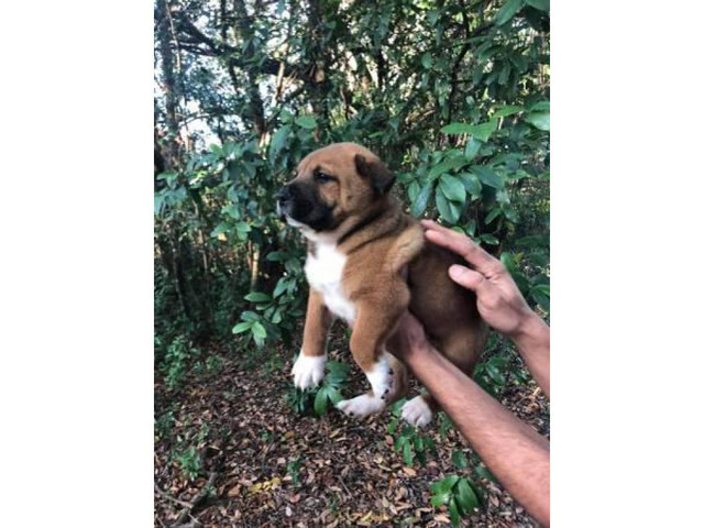 3 chowkita puppies availables