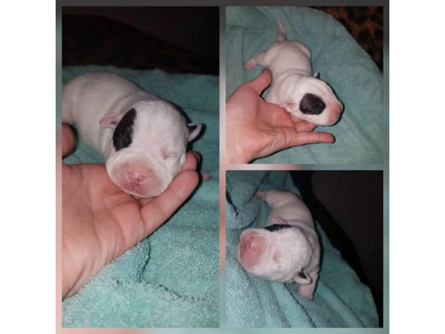 Ukc American bully ONLY 6 OF 7 LEFT