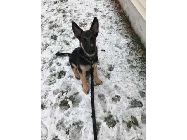 Pure bred male German shepherd puppy akc registered