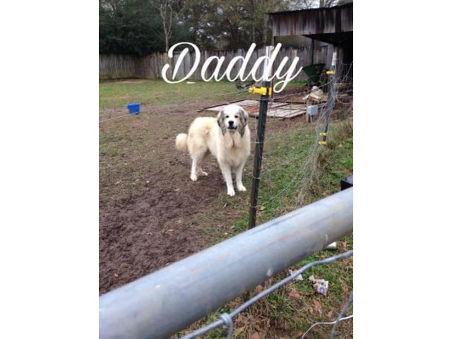 Purebred Great Pyrenees puppies ready now