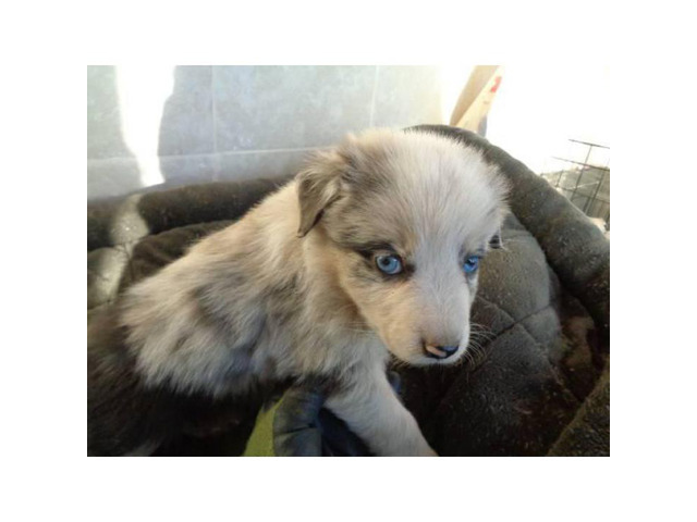 REGISTERED Australian Shepherd Puppies