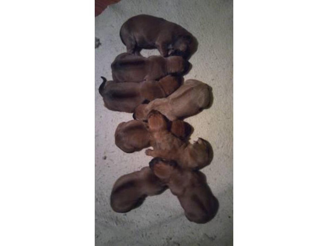 7 weeks old Purebred Rhodesian Ridgeback Puppies Available