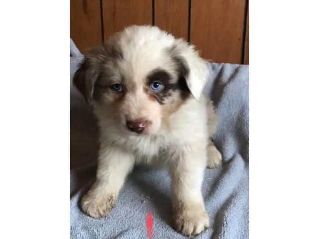 Beautiful male red Merle Australian Shepherd puppy