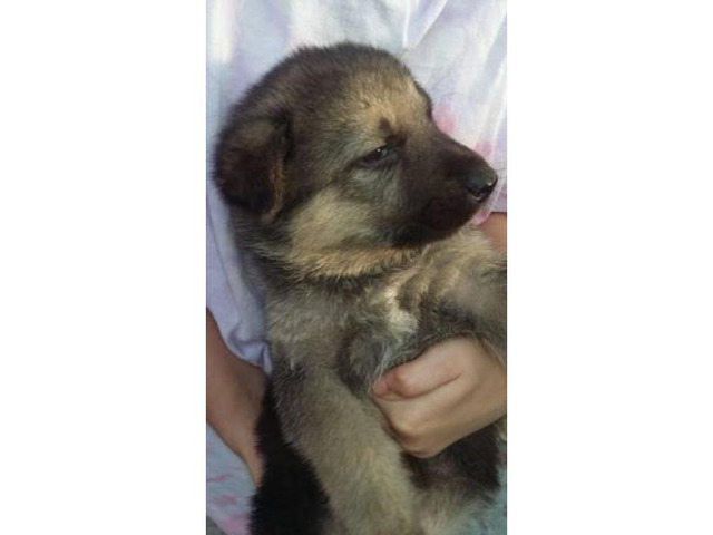 Pure German Shepard  4 beautiful puppies