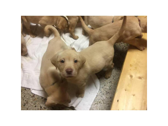 3 males yellow lab puppies with pink noses