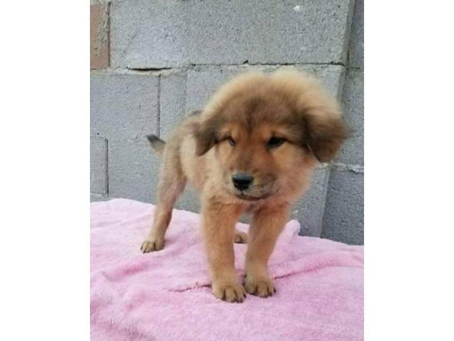 9 weeks old Chow chow Female puppy