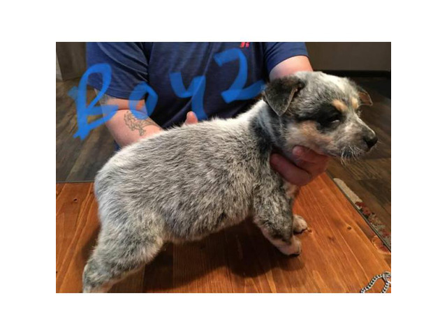 Blue Heeler puppies ready to go