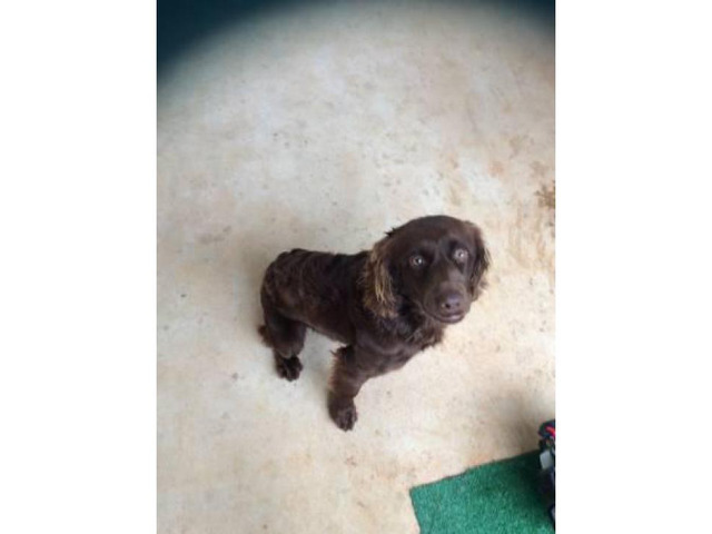 Full blooded Boykin Spaniel puppy $750