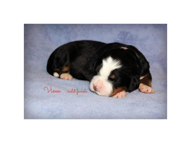 AKC Bernese Mountain Dog pups $1200