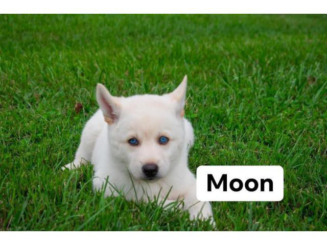 Gerberian Shepsky Puppies For Sale