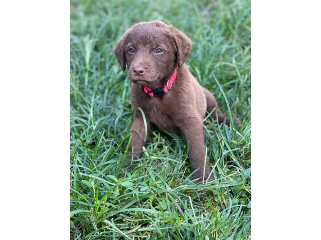 10 Chesapeake Bay Retriever Puppies for Sale