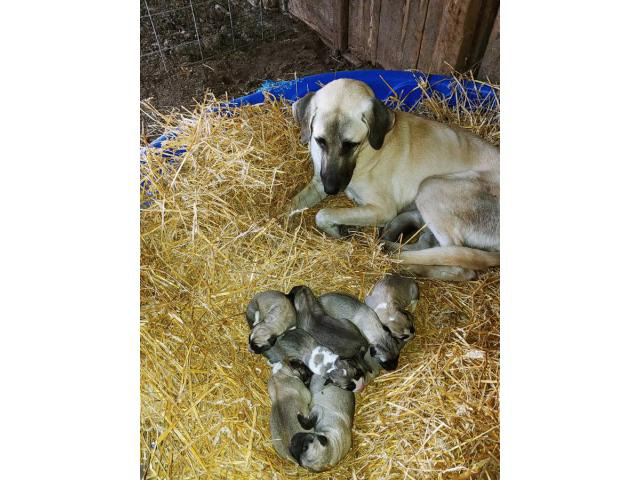Puppies Anatolian Shepherds