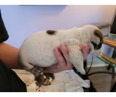 3 olde english bulldogge puppies available